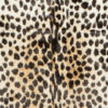Leo kohud "Fake" leopard